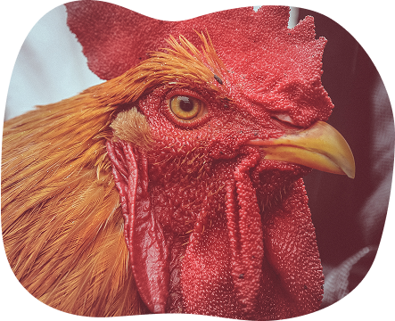 bogabj66 introduction close up rooster head 1