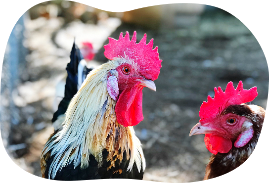 bogabj66 Top Channels hen 1